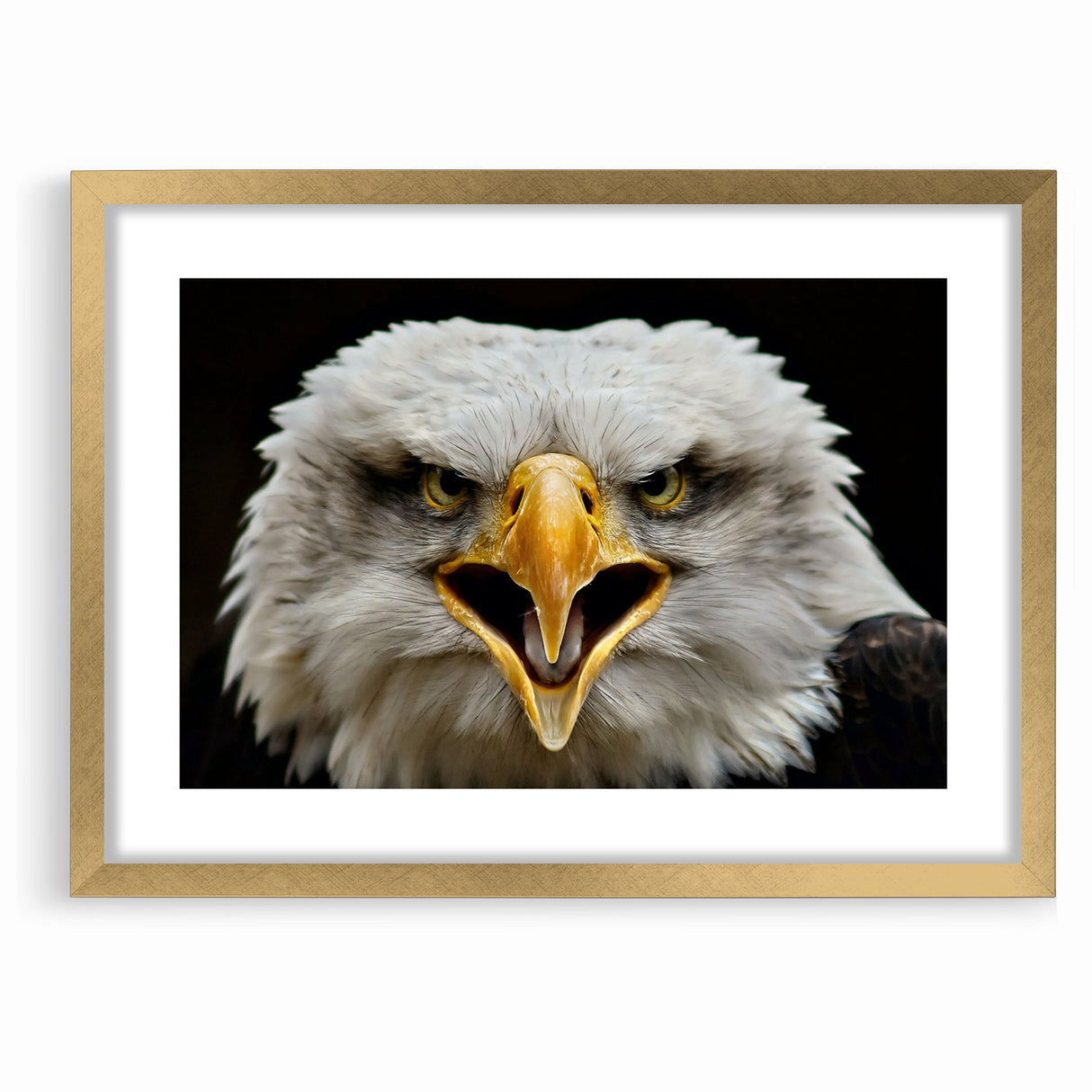 Fierce Birds of Prey Wall Art – Bald Eagle Screaming Canvas Print