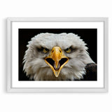 Fierce Birds of Prey Wall Art – Bald Eagle Screaming Canvas Print