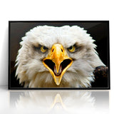 Fierce Birds of Prey Wall Art – Bald Eagle Screaming Canvas Print