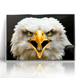 Fierce Birds of Prey Wall Art – Bald Eagle Screaming Canvas Print