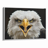 Fierce Birds of Prey Wall Art – Bald Eagle Screaming Canvas Print