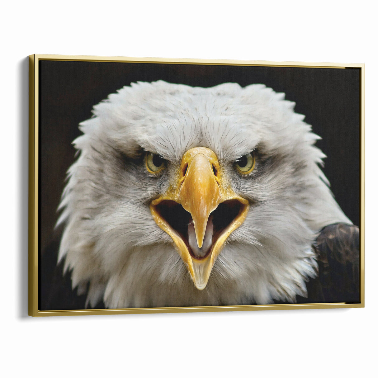 Fierce Birds of Prey Wall Art – Bald Eagle Screaming Canvas Print