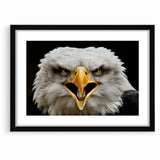 Fierce Birds of Prey Wall Art – Bald Eagle Screaming Canvas Print