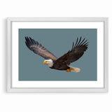 Graceful Birds of Prey Wall Art – Bald Eagle in Flight Canvas Print