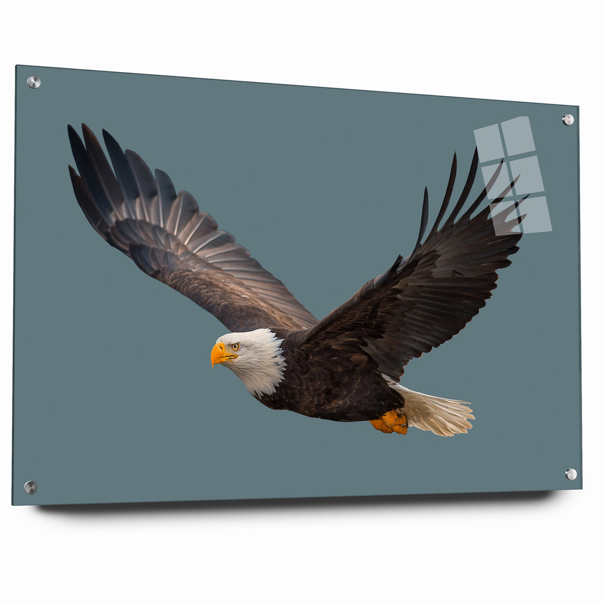 Graceful Birds of Prey Wall Art – Bald Eagle in Flight Canvas Print