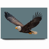 Graceful Birds of Prey Wall Art – Bald Eagle in Flight Canvas Print