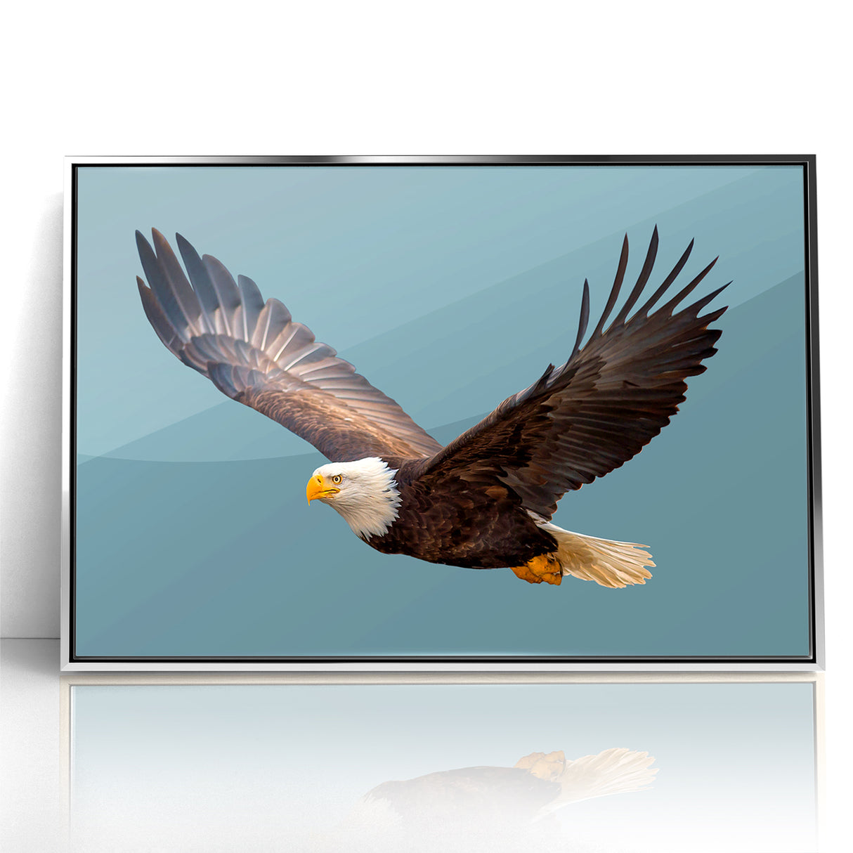 Graceful Birds of Prey Wall Art – Bald Eagle in Flight Canvas Print