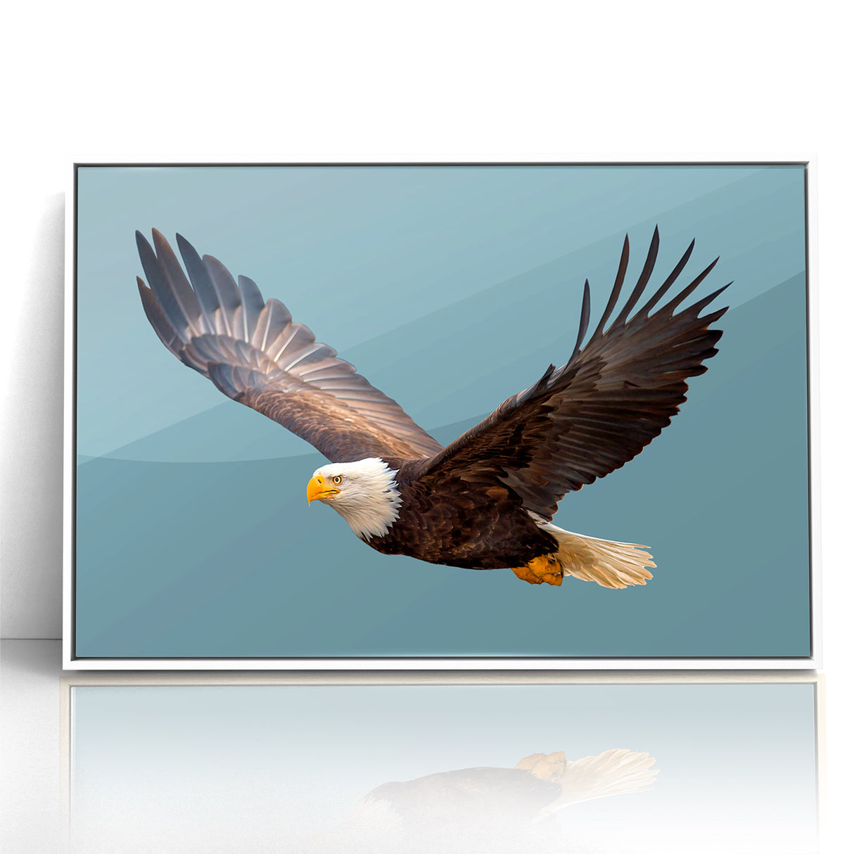 Graceful Birds of Prey Wall Art – Bald Eagle in Flight Canvas Print