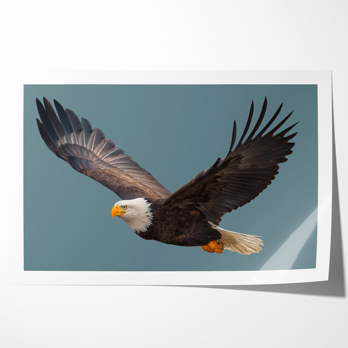 Graceful Birds of Prey Wall Art – Bald Eagle in Flight Canvas Print