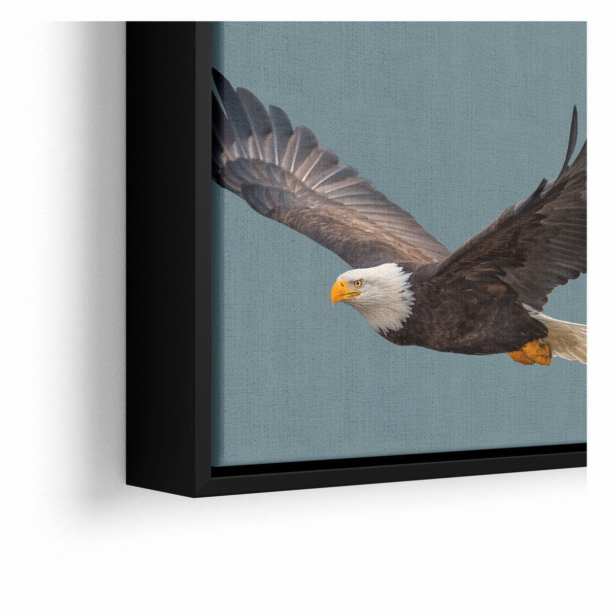 Graceful Birds of Prey Wall Art – Bald Eagle in Flight Canvas Print