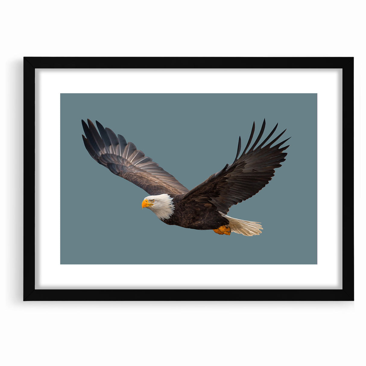 Graceful Birds of Prey Wall Art – Bald Eagle in Flight Canvas Print