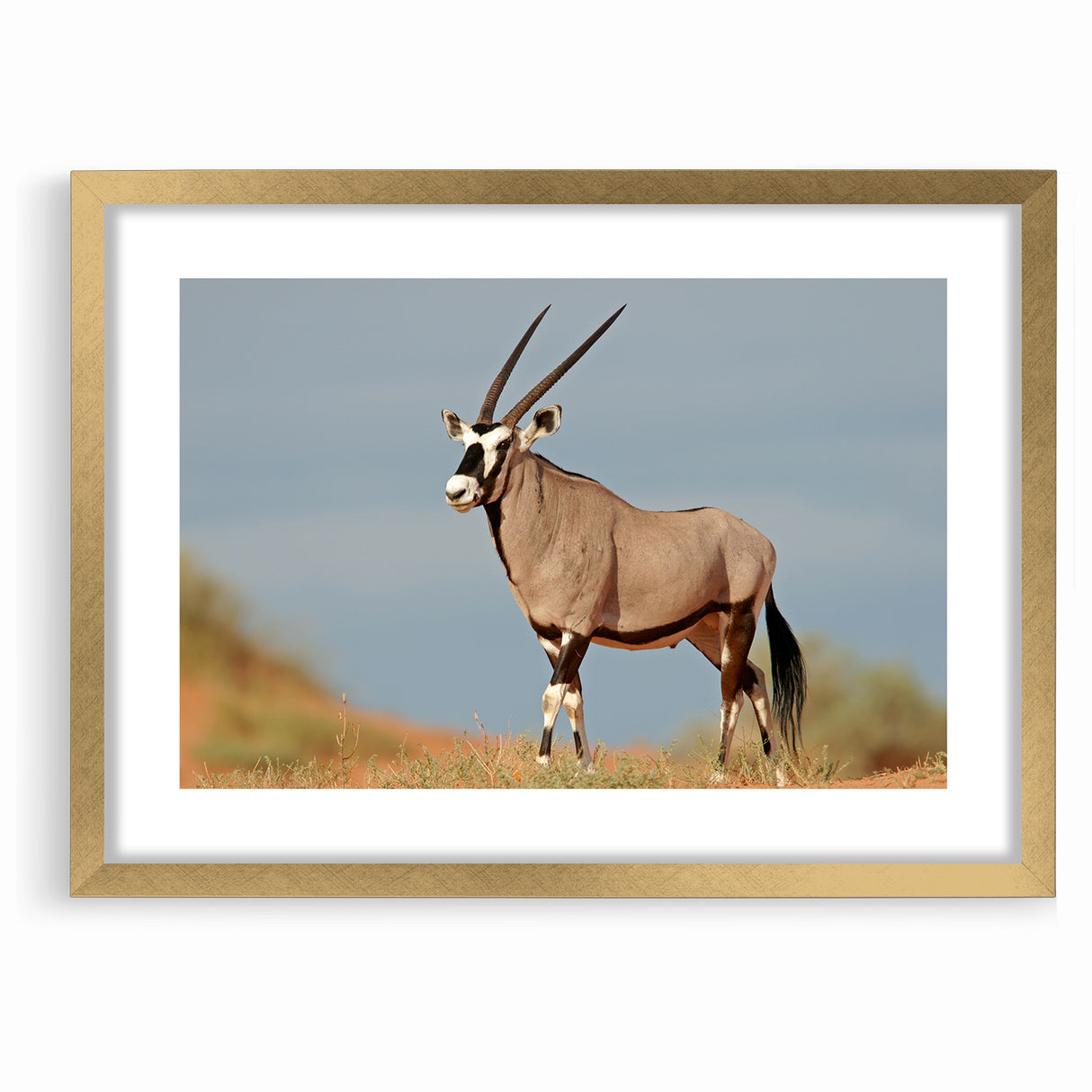 Majestic Antelope in the Wild – Graceful African Wildlife Canvas Art