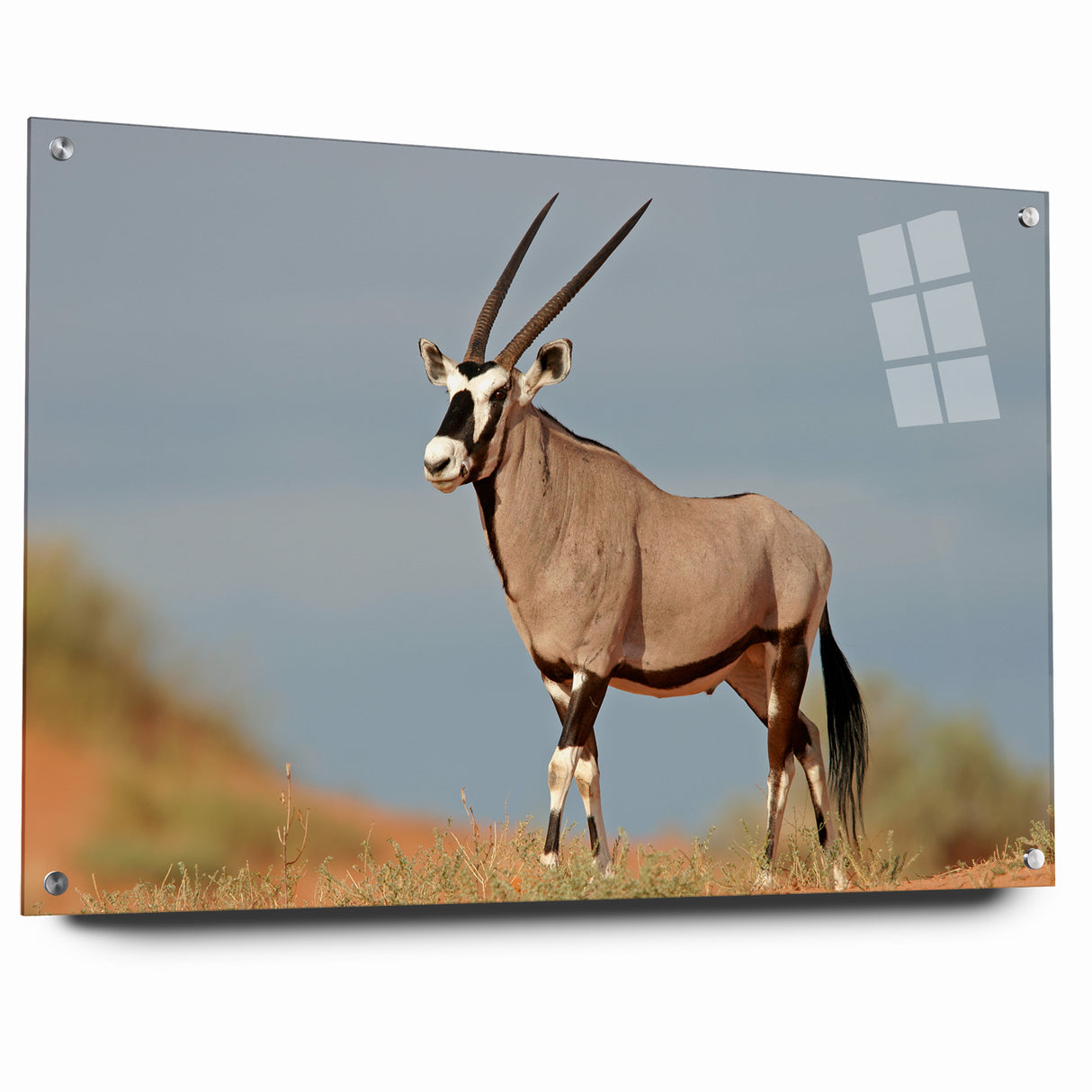 Majestic Antelope in the Wild – Graceful African Wildlife Canvas Art
