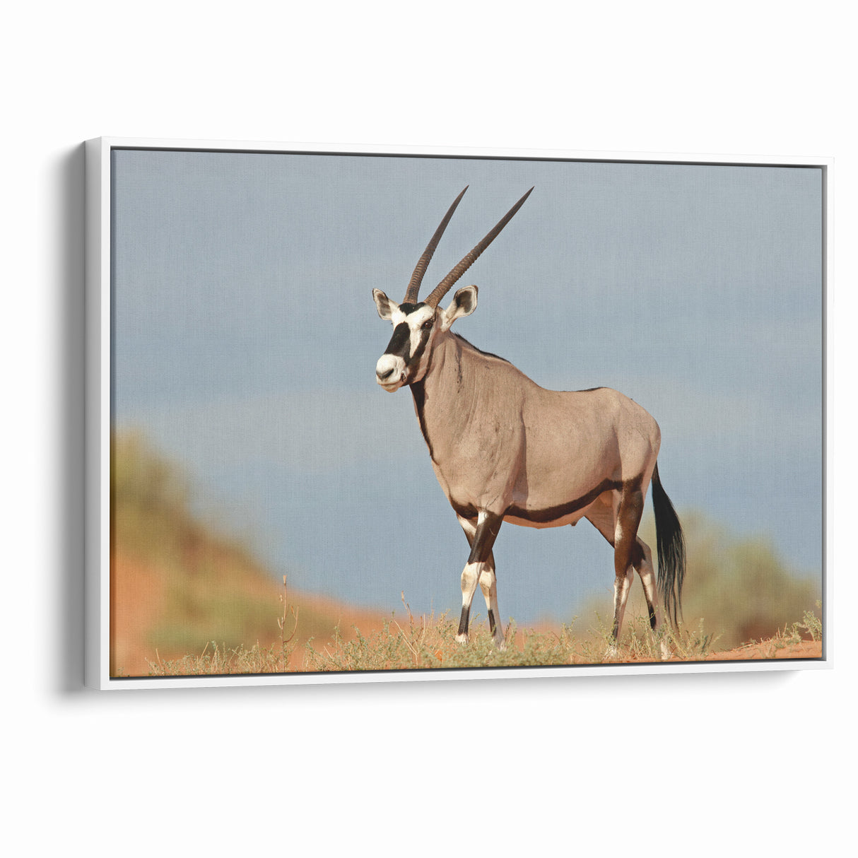 Majestic Antelope in the Wild – Graceful African Wildlife Canvas Art