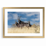 Bold Antelope Herd in the Grasslands – Striking Wildlife Canvas Art