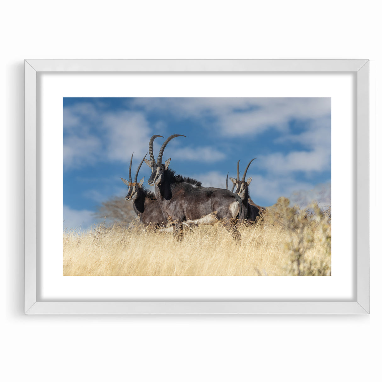 Bold Antelope Herd in the Grasslands – Striking Wildlife Canvas Art
