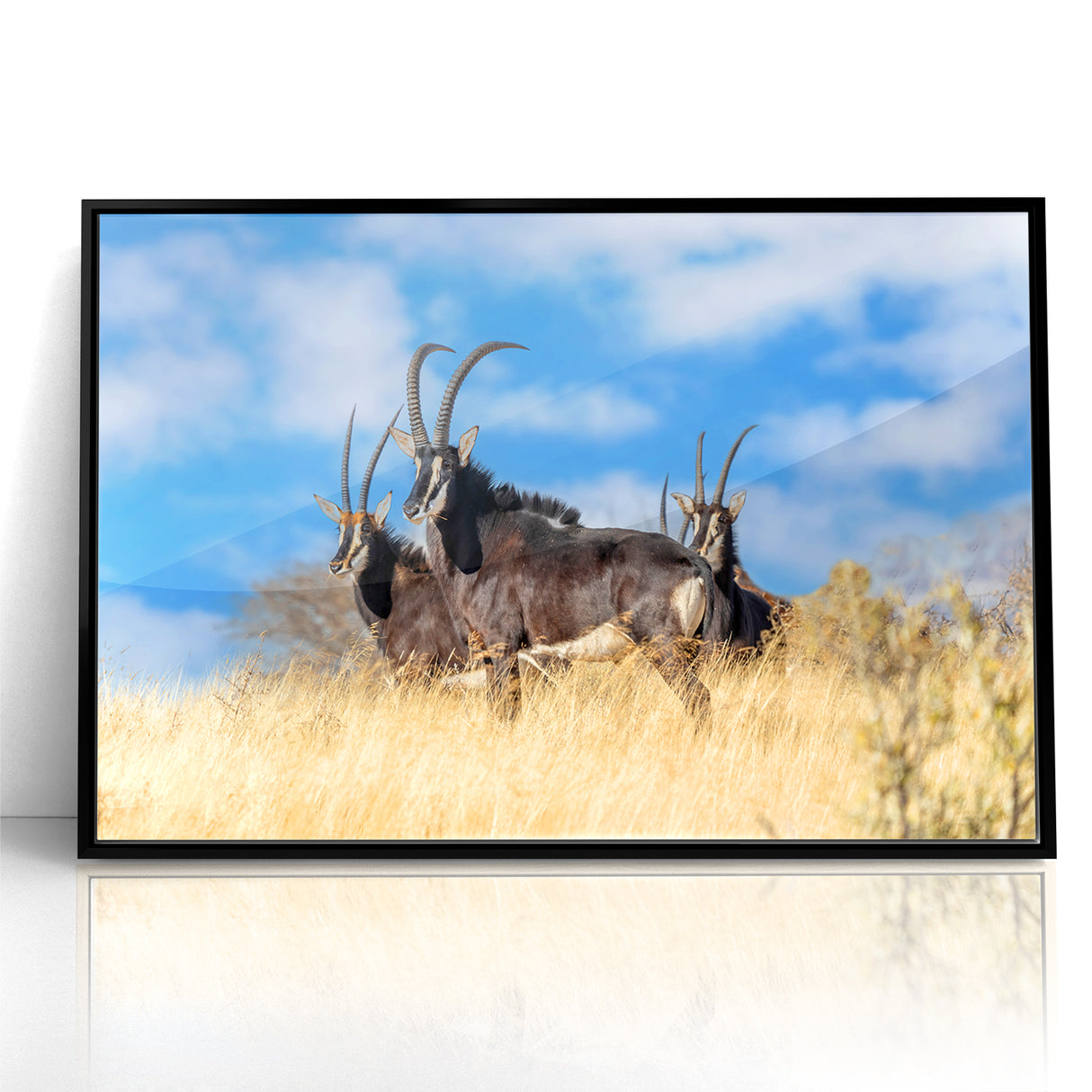 Bold Antelope Herd in the Grasslands – Striking Wildlife Canvas Art