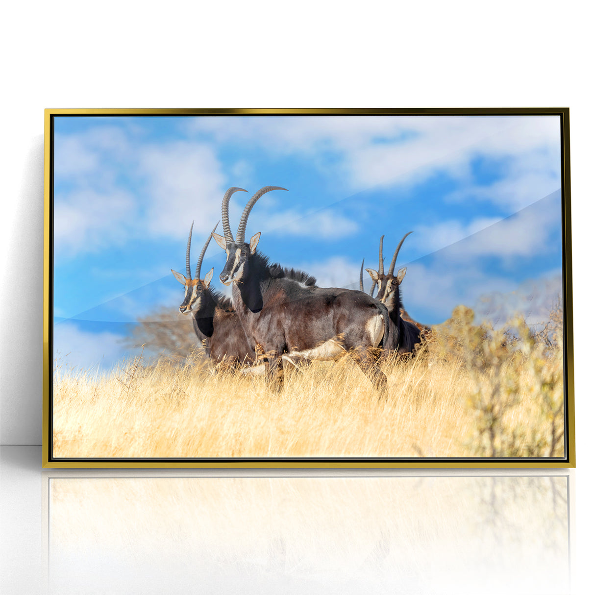 Bold Antelope Herd in the Grasslands – Striking Wildlife Canvas Art