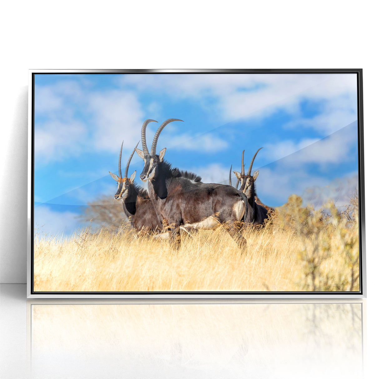 Bold Antelope Herd in the Grasslands – Striking Wildlife Canvas Art