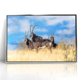 Bold Antelope Herd in the Grasslands – Striking Wildlife Canvas Art