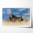 Bold Antelope Herd in the Grasslands – Striking Wildlife Canvas Art