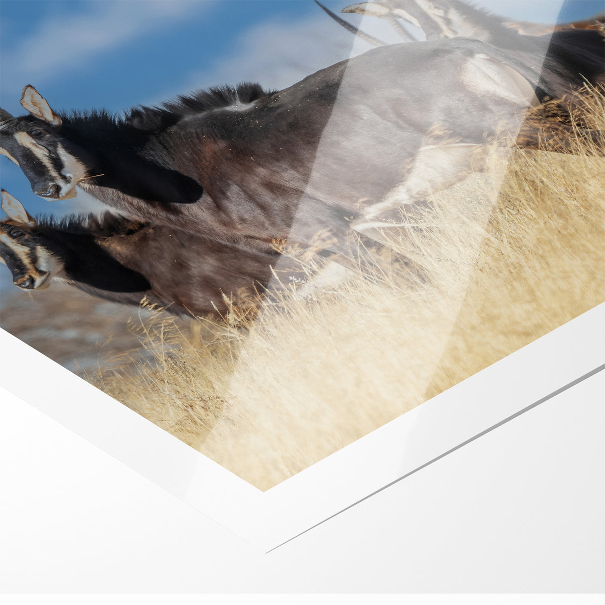 Bold Antelope Herd in the Grasslands – Striking Wildlife Canvas Art