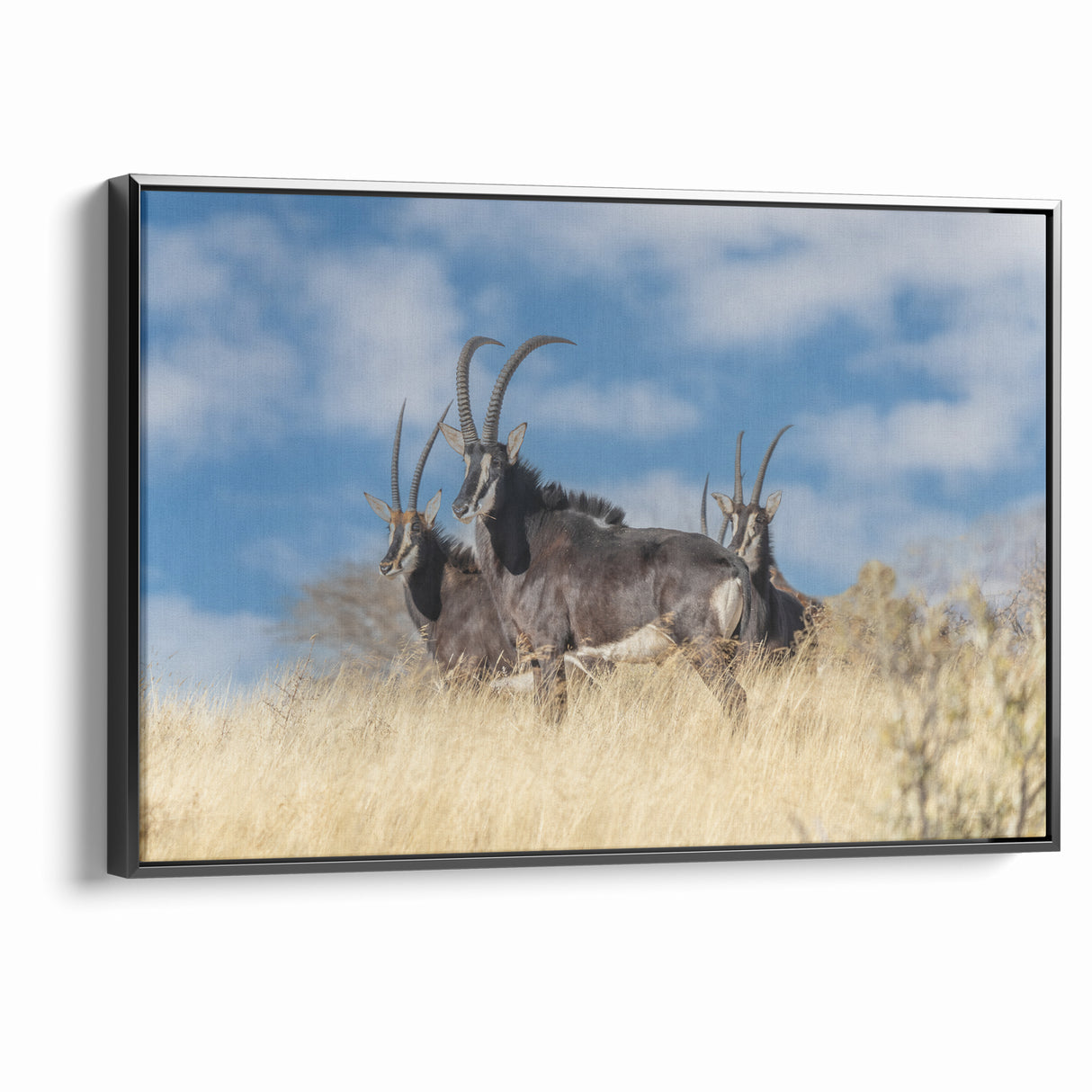 Bold Antelope Herd in the Grasslands – Striking Wildlife Canvas Art