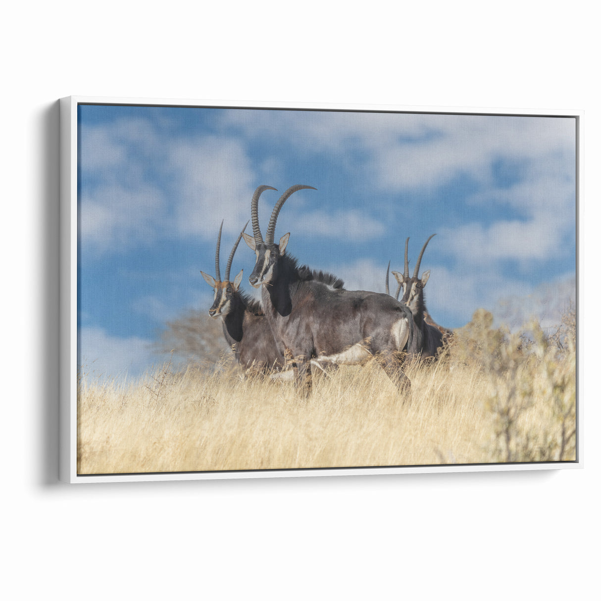 Bold Antelope Herd in the Grasslands – Striking Wildlife Canvas Art