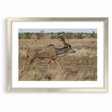 Graceful Antelope in the Savannah – Captivating Wildlife Canvas Art