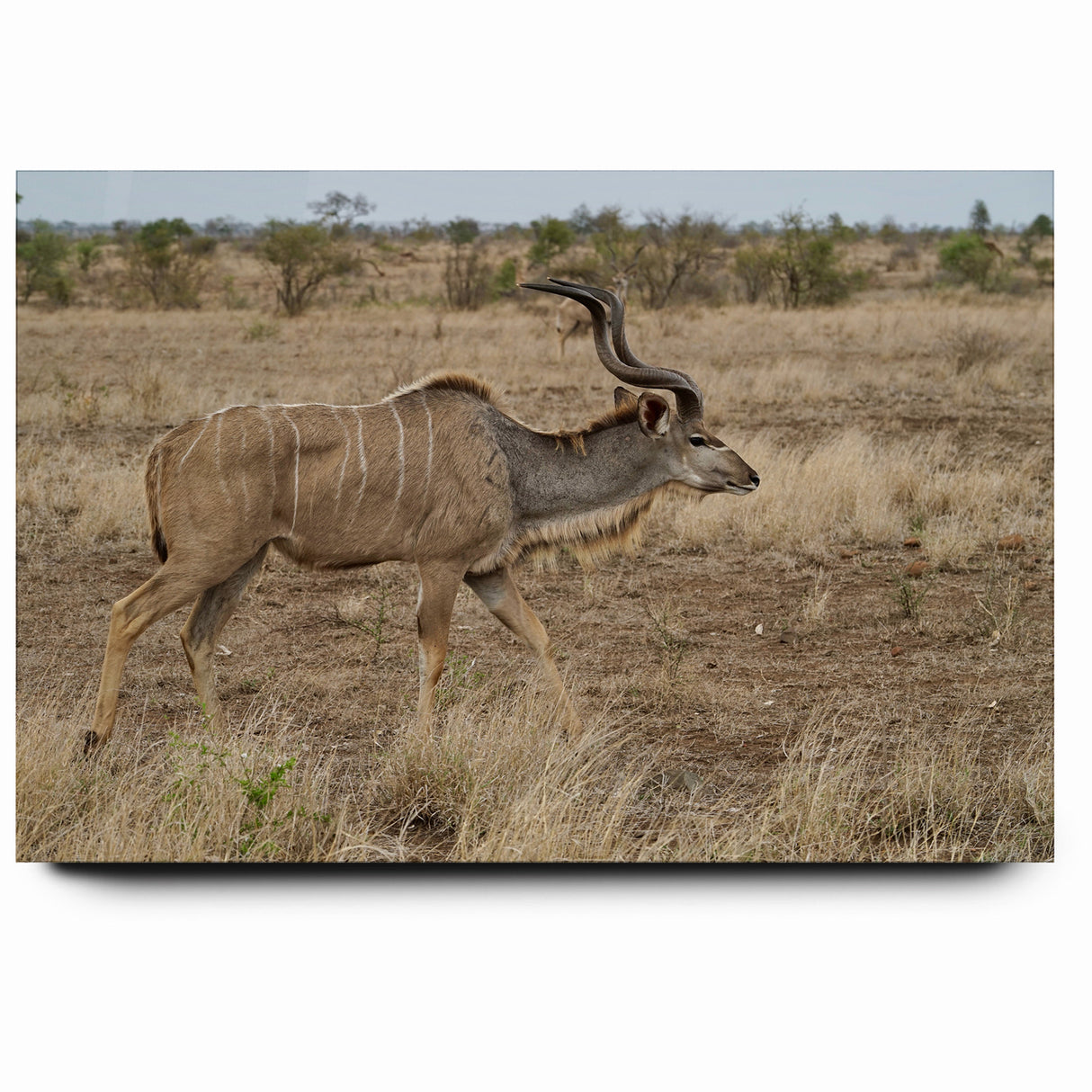 Graceful Antelope in the Savannah – Captivating Wildlife Canvas Art
