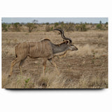 Graceful Antelope in the Savannah – Captivating Wildlife Canvas Art