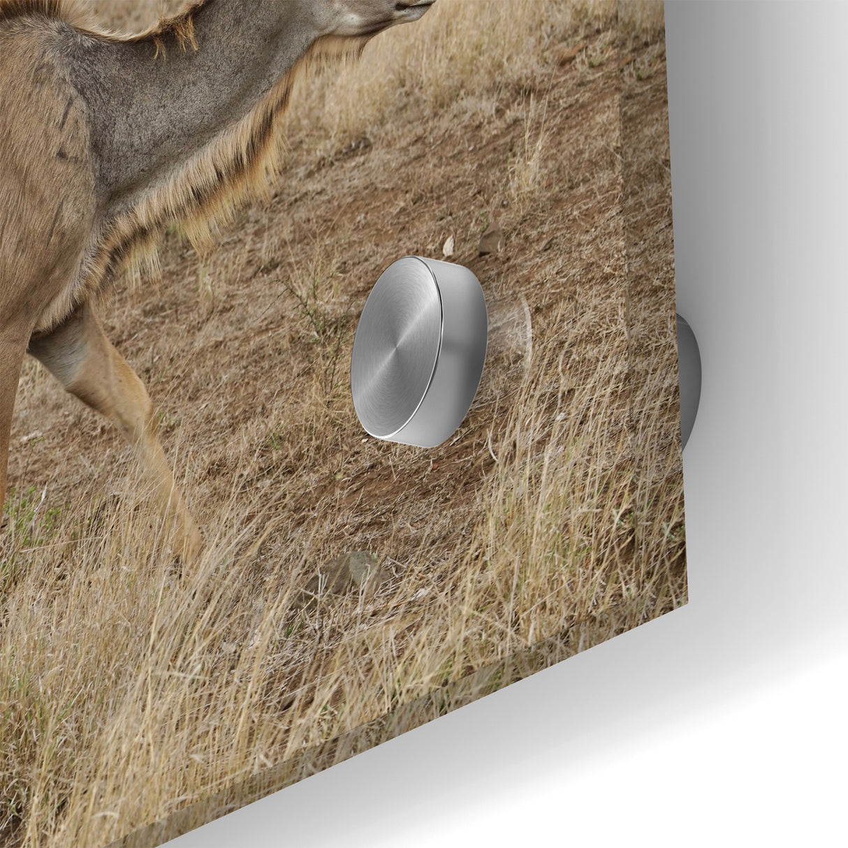 Graceful Antelope in the Savannah – Captivating Wildlife Canvas Art