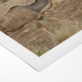 Graceful Antelope in the Savannah – Captivating Wildlife Canvas Art