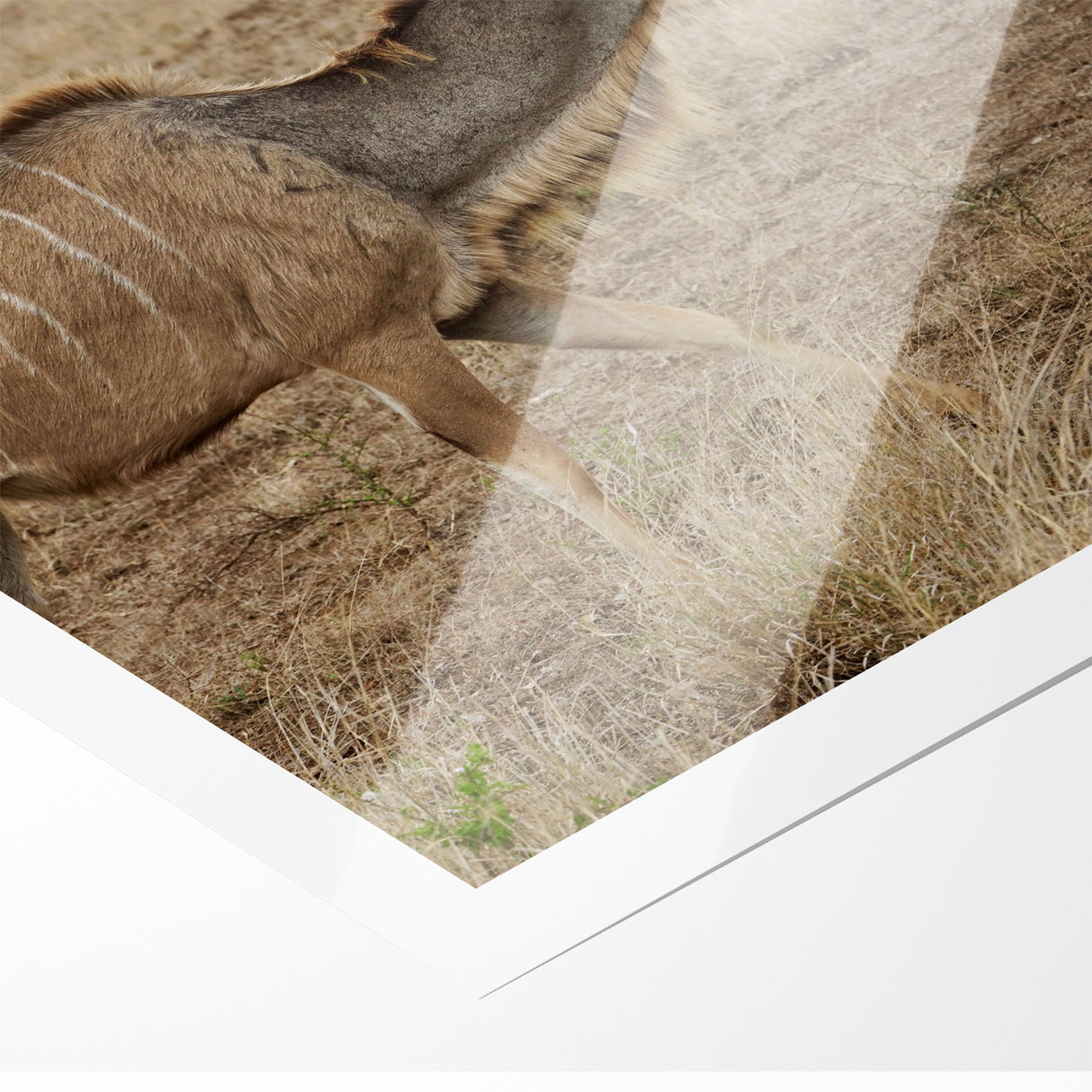Graceful Antelope in the Savannah – Captivating Wildlife Canvas Art