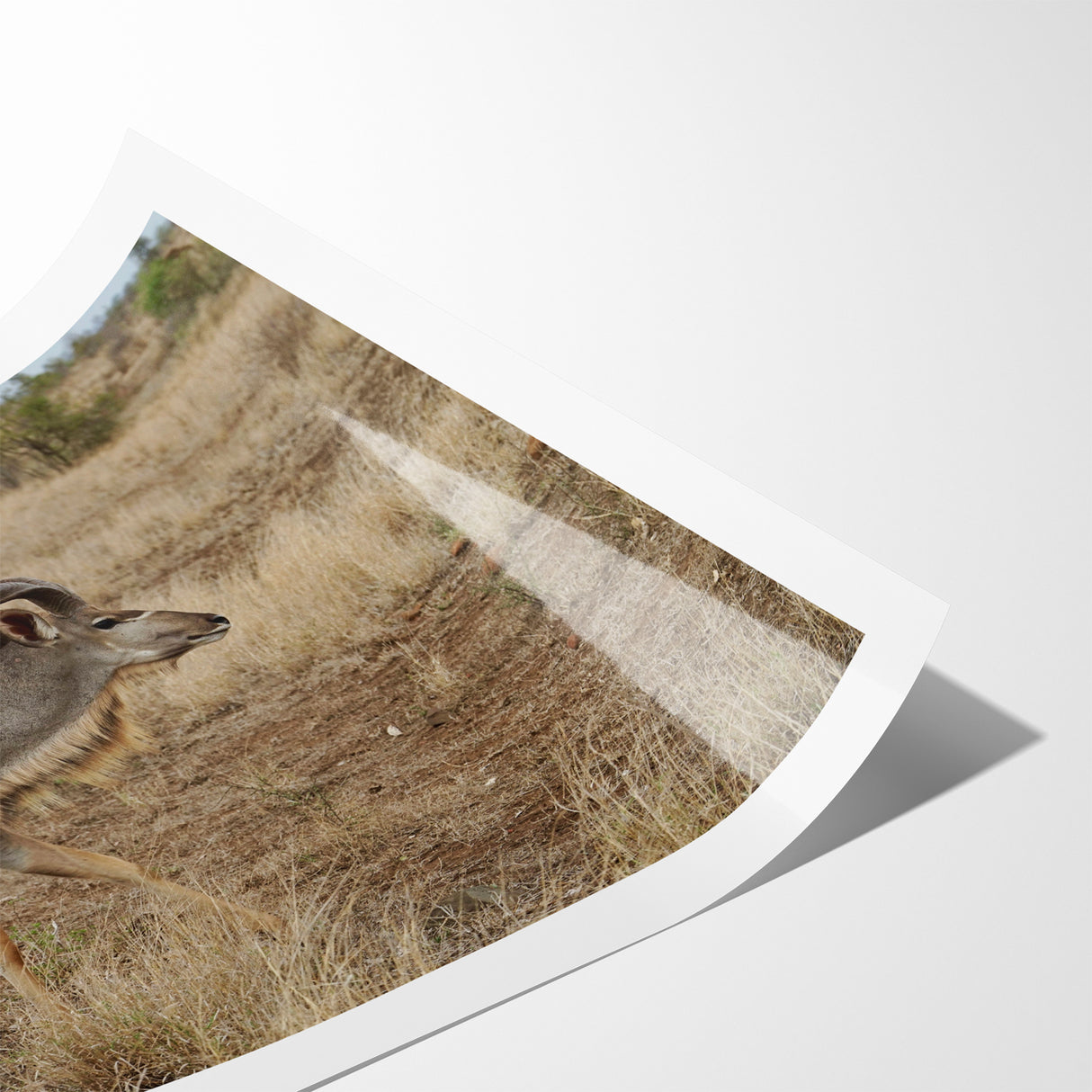Graceful Antelope in the Savannah – Captivating Wildlife Canvas Art