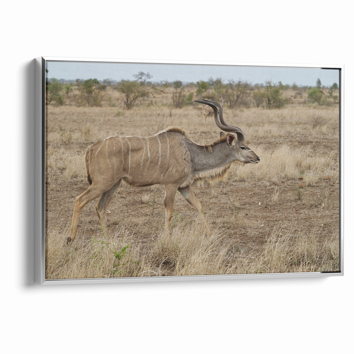 Graceful Antelope in the Savannah – Captivating Wildlife Canvas Art