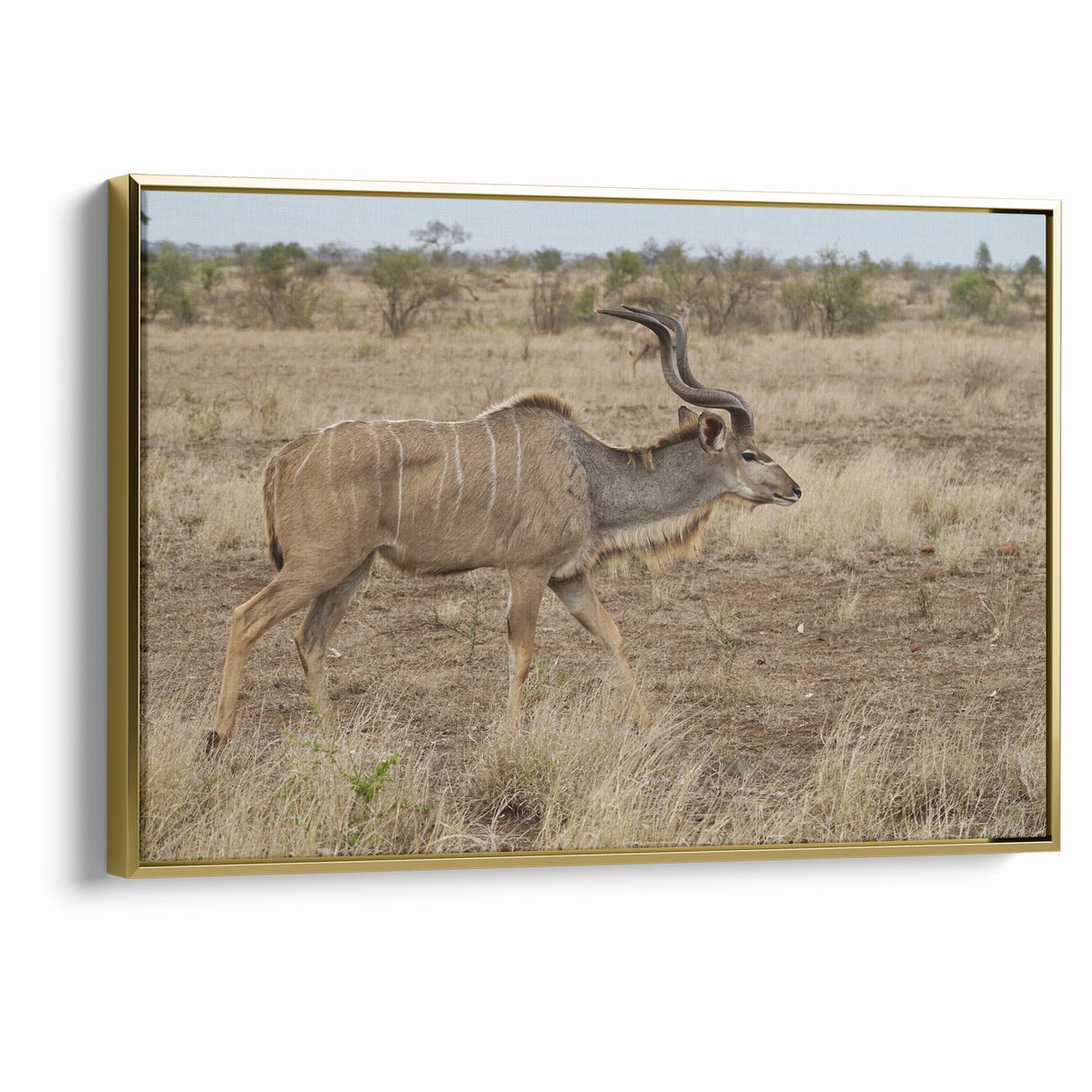 Graceful Antelope in the Savannah – Captivating Wildlife Canvas Art