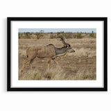 Graceful Antelope in the Savannah – Captivating Wildlife Canvas Art