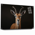 Regal Antelope Portrait – Elegant Wildlife Canvas Art