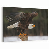 Stunning Bald Eagle Wall Art - Majestic Birds of Prey Wildlife Print