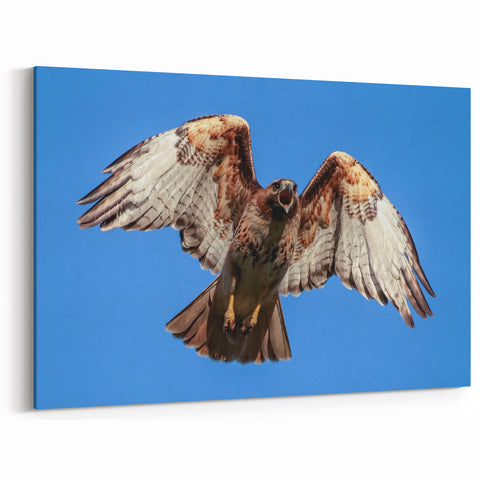 Majestic Hawk Wall Art - Soaring Birds of Prey Wildlife Print