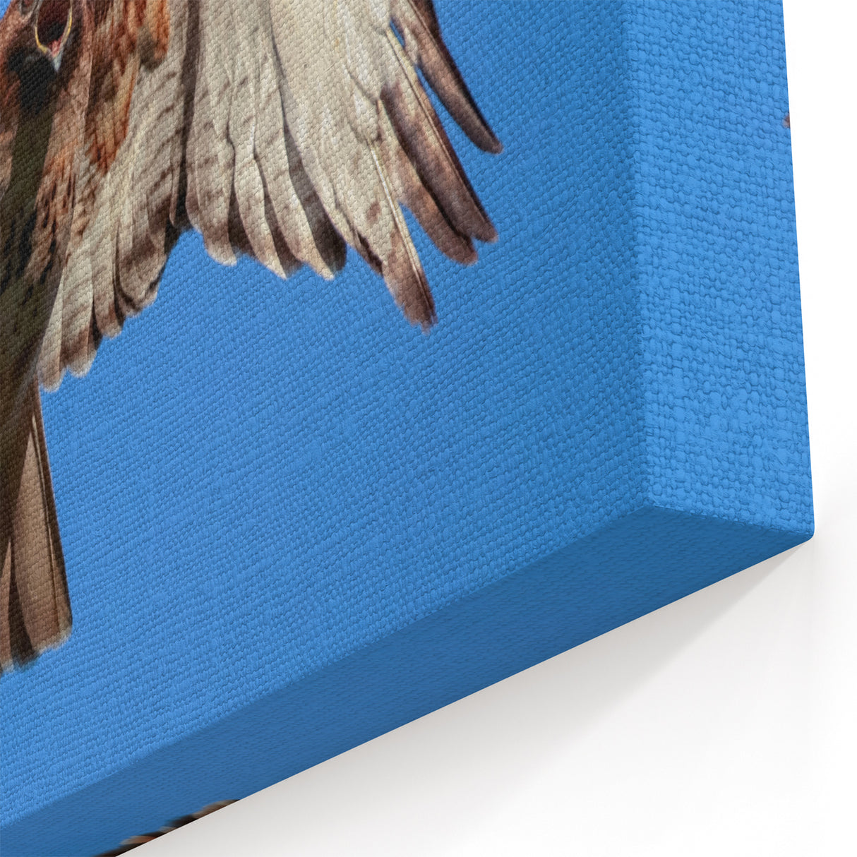 Majestic Hawk Wall Art - Soaring Birds of Prey Wildlife Print