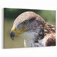 Regal Hawk Close-Up - Striking Birds of Prey Wildlife Portrait Print