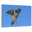 Dynamic Owl in Flight - Striking Birds of Prey Wildlife Art Print