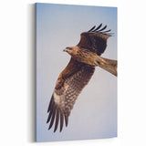 Majestic Hawk in Flight - Elegant Birds of Prey Wildlife Art Print