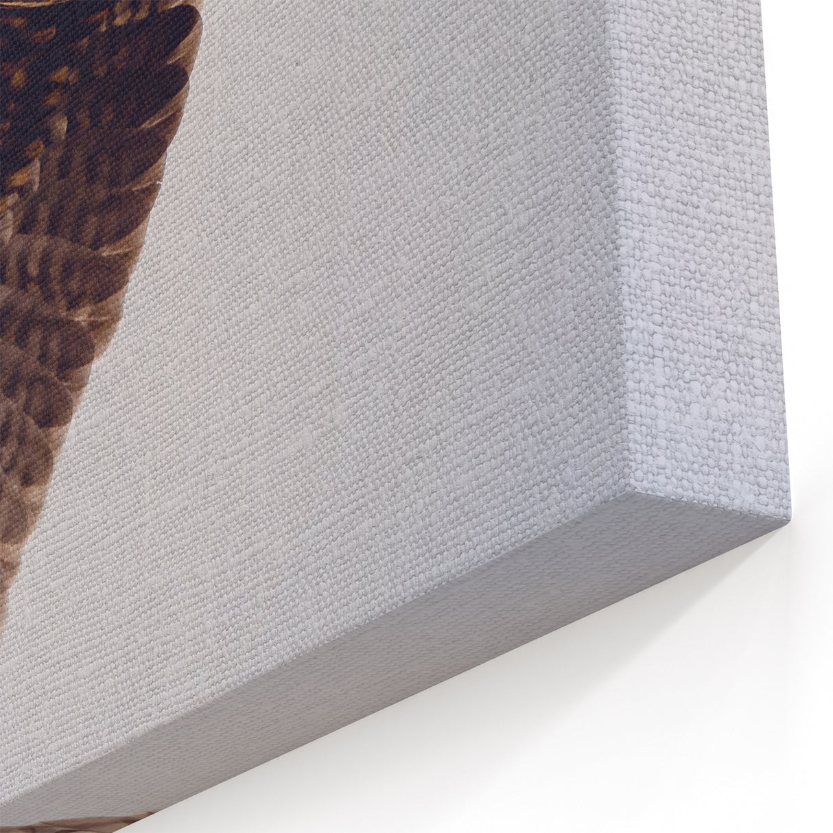 Majestic Hawk in Flight - Elegant Birds of Prey Wildlife Art Print
