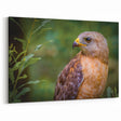 Elegant Birds of Prey Wall Art - Captivating Wildlife Hawk Photography