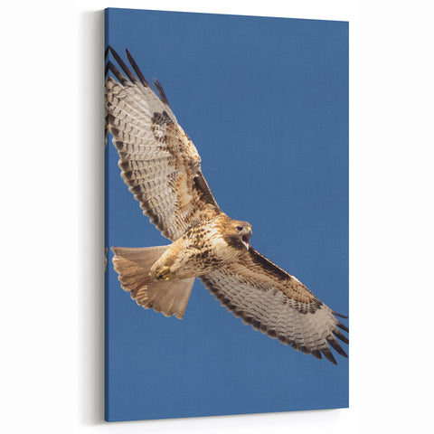 Graceful Birds of Prey Wall Art - Majestic Hawk in Flight Canvas Print