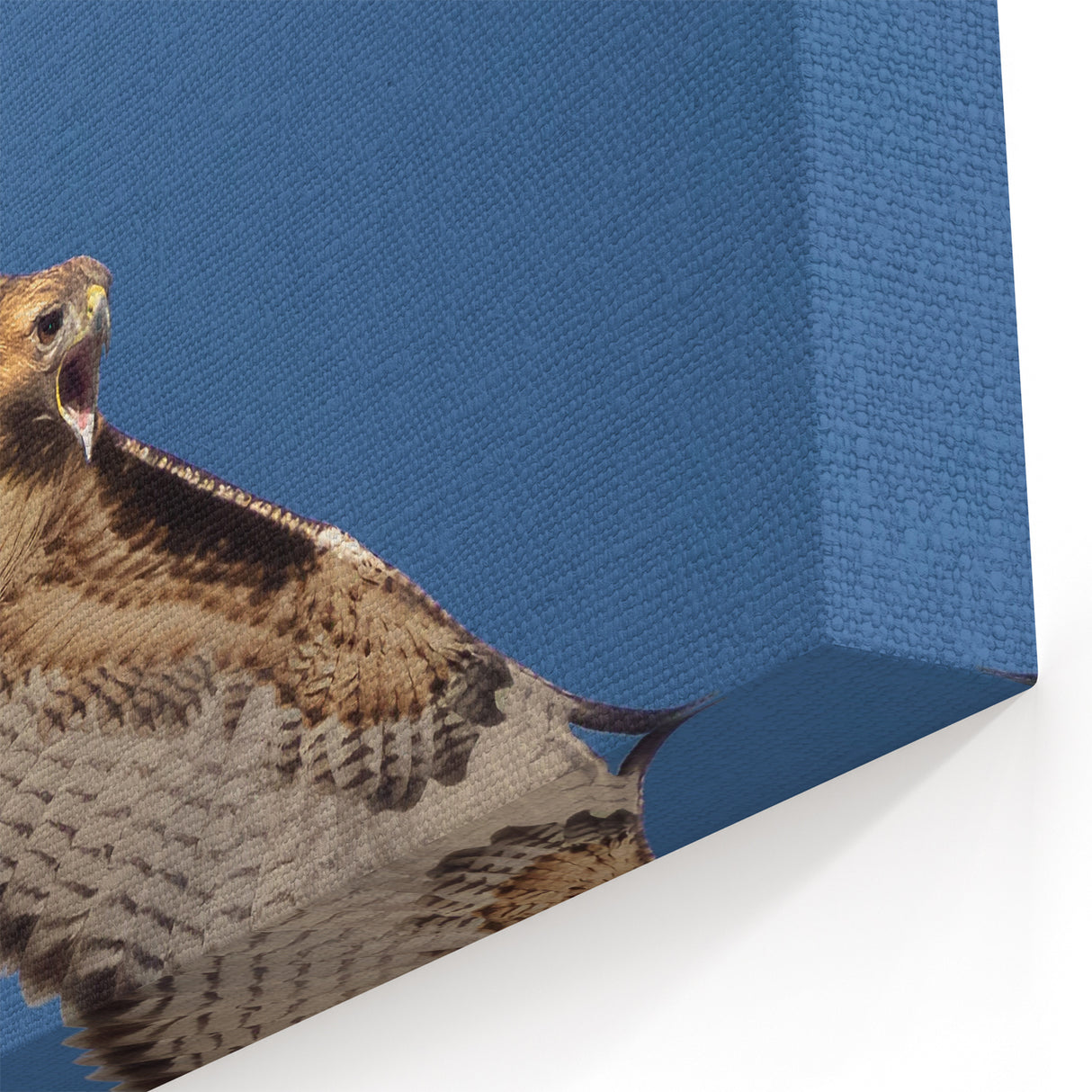 Graceful Birds of Prey Wall Art - Majestic Hawk in Flight Canvas Print