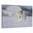 Graceful Snowy Owl Wall Art - Majestic Birds of Prey Winter Canvas